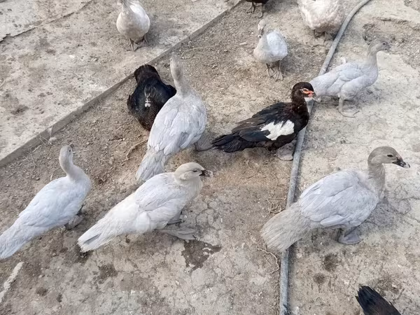 Ducks — Azerbaijan