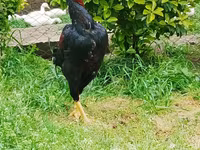 Chickens — photo 3