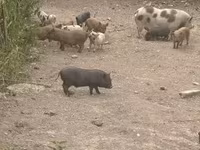 Kanec, Prasata — foto 1