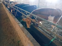 Krava, Swiss cattle — foto 4