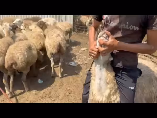 Qoyunlar (partiya, cinsi göstərilməyib), Qoyunlar — Azərbaycan