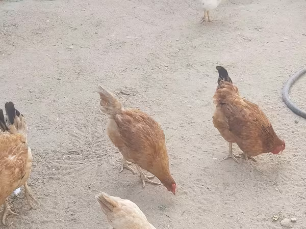 Şimal Hollandiya Mavi