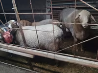 Widder, Edilbay sheep — Foto 7