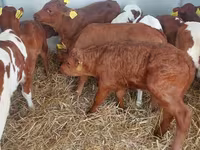 公牛, Simmental cattle — 照片 8