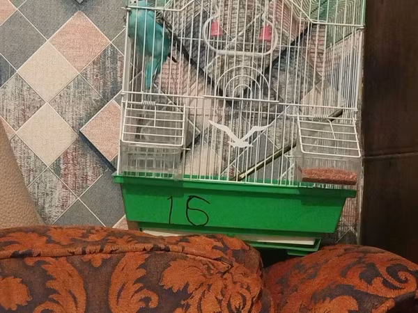 Papuqay göy reng qefesle birke