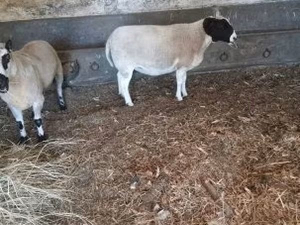 Beran, Dorper sheep