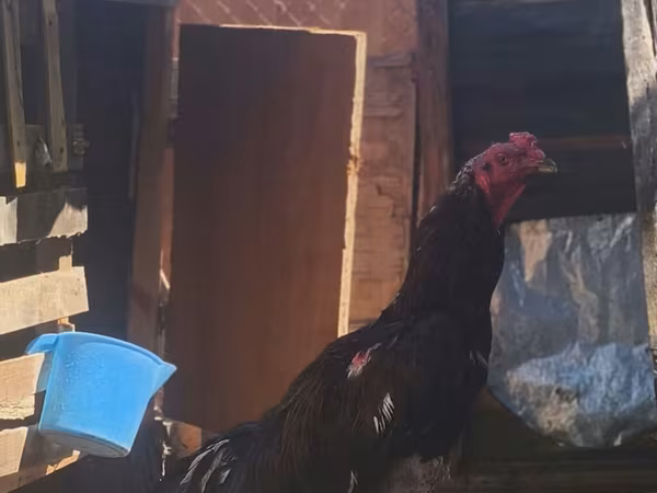 Chickens — Azerbaijan
