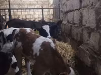 İribuynuzlu mal-qara (partiya, cinsi göstərilməyib), Simmental cattle — foto 1