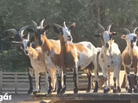 Koza, Nigerian dwarf goats — foto 4