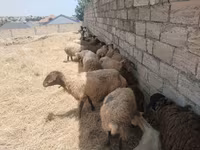Qoyunlar (partiya, cinsi göstərilməyib), Qoyunlar — foto 2