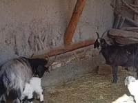 母山羊, Goats — 照片 2