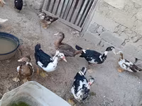 Ducks — Foto 5