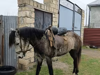 At, Azerbaijan horse — foto 3