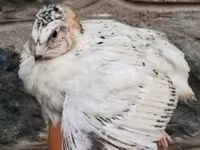 Quails — 照片 3