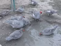 Ducks — الصورة 8