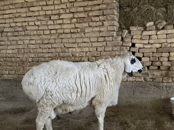 Qoyunlar (partiya, cinsi göstərilməyib), Qoyunlar
