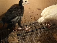 Turkeys — foto 4