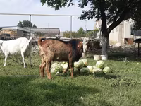 Dişi keçi, Nubian Goat — foto 1