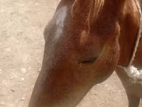Horse (M), Horses — photo 8