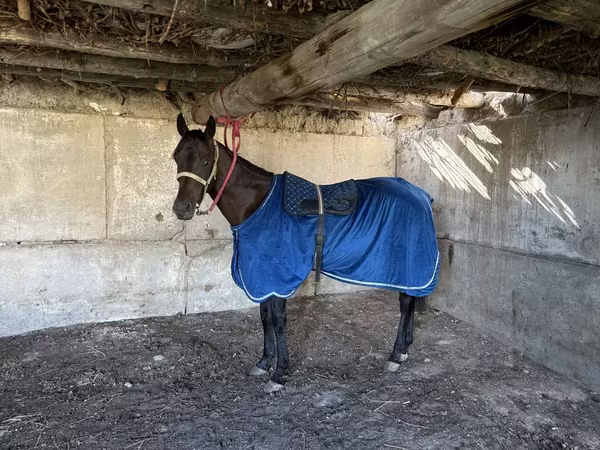 Kůň, Thoroughbred horse