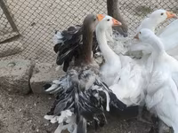 Geese — 照片 1