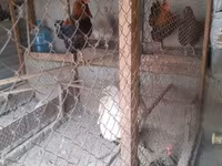 Chickens — الصورة 4
