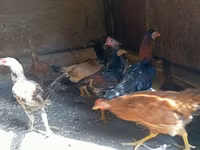 Chickens — 照片 7