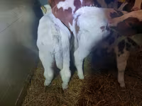 सांड, Simmental cattle — फ़ोटो 2
