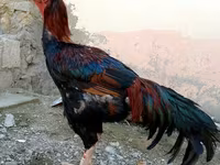 Chickens — الصورة 2