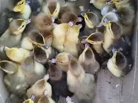 Ducks — foto 2