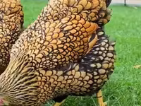سيبرايت — الصورة 2