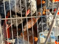 Japonský bantam — foto 2