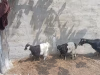 Goat, Goats — photo 3