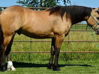 Hengst, Gypsy horse — Foto 2