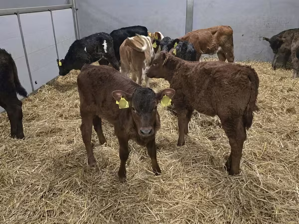 母牛, Simmental cattle