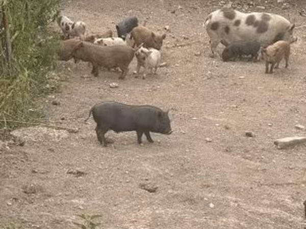 Kanec, Prasata