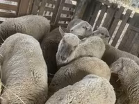 Ovce, Blackheaded Persian sheep — foto 8