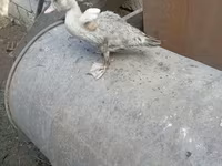 Ducks — Foto 7