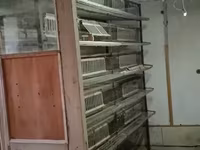 Լորի վանդակներ լորի վանդակներ — 2-rasm