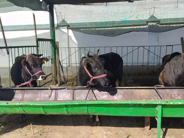 Bovinos (lote, sexo não especificado), Bovinos