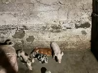 Säue, Schweine — Foto 2