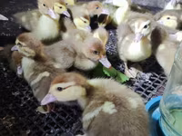 Ducks — foto 7