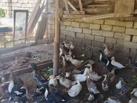 Ducks — foto 2
