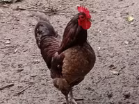 Australian Pit Game fowl — photo 5