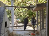 Nimfa (Cockatiel) tutuquşuları və quşlar üçün geniş qəfəs dəsti — الصورة 1