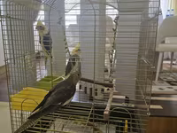 Növ: Nimfa tutuquşuları (cockatiel) – 3 ədəd Rənglər: sarı başlı — الصورة 1