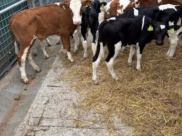 Toro, Simmental cattle