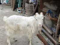 تيس, الماعز — الصورة 3