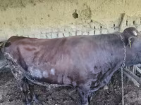 Buğa, Red Estonian cattle — foto 8