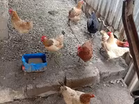 Chickens — Foto 2